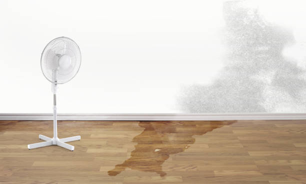 Best Carpet water damage restoration  in Prien, LA